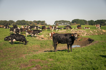 Australian agriculture farming countryside landscape. Cows grazing in the paddock. Victoria, Australia