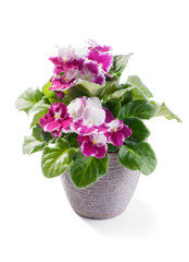 beautiful purple with white variety of African Violet (Saintpaulia ionantha) in gray flowerpot isolated on white background
