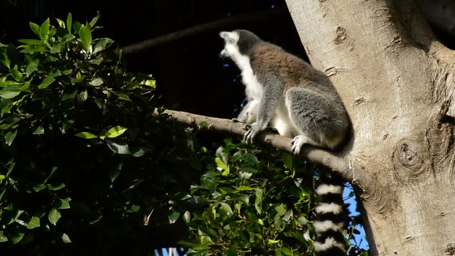 Ringtail lemur looking around in a tree - Lemur catta