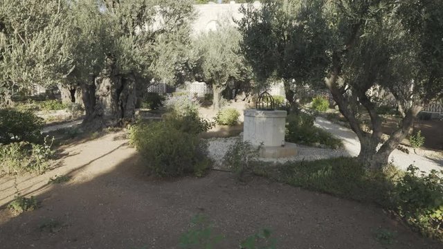 3 axis gimbal shot walking past ancient olive trees in the garden of gethsemane in jerusalem, israel