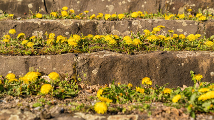 Buttercups growing in the gaps of a stone stair