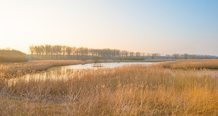 Reed along a pond at sunset in winter