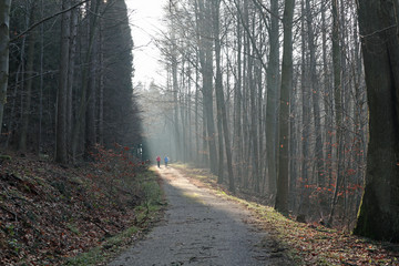 Obraz premium Zwei Frauen joggen im Wald
