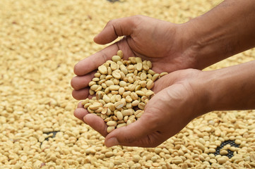 Close up of red berries coffee beans on agriculturist hand
