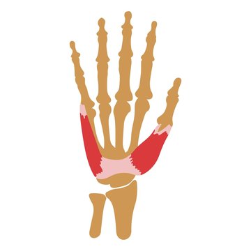 Abductor Pollicis Brevis Muscle