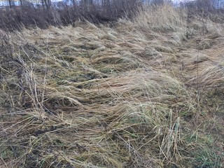 dry grass waves