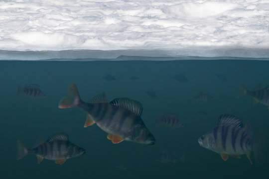 Winter Fishing Background. Troop Of Perch Fish In Water, Under Ice View.