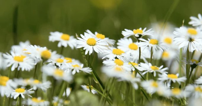 white small daisy flowers in green grass in spring, tranquil springtime countryside natural scene
