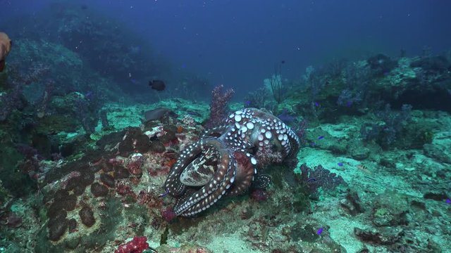 Fight between two octopuses