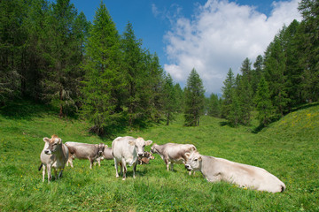Swiss cows grazing in a meadow in the woods.jpg