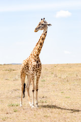Isolated giraffe near acacia in the park of  mara Kenya