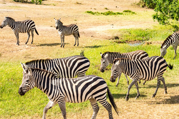 Fototapeta na wymiar Herd of zebras grazing in the savannah of Maasai Mara Park in Kenya