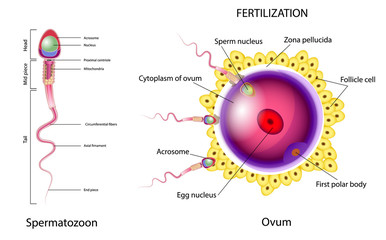 Fertilization is the union of an ovum and a spermatozoon.