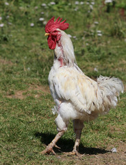 white rooster with red crest walks with long paws outdoors in the chicken coop