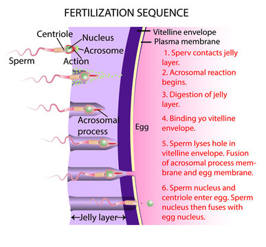 Fertilization is the union of an ovum and a spermatozoon.