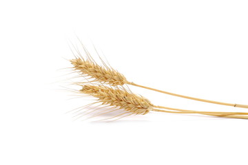 Ears of wheat isolated on white background