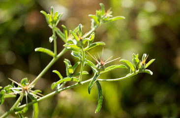 Green thorny plant in a park