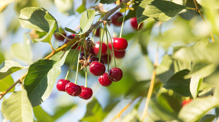 Red ripe cherry on a branch of a tree