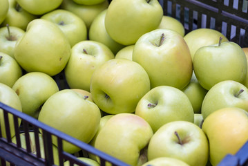 Organic fresh apple in boxes displayed at market, closeup, top view. Healthy golden delicious apple at market stall, Sydney, Australia.