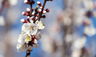 White flowers on a tree in spring