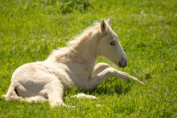 Obraz na płótnie Canvas little horse lies on the green grass