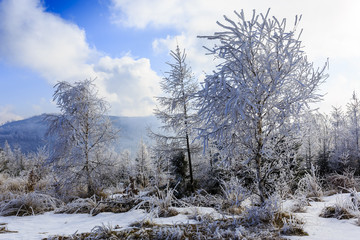 Winter scenery in the Beskid Mountains in Poland. 