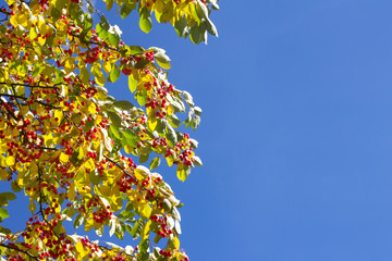 Indian summer. Bright yellow and green leaves and small red apples against a blue sky.