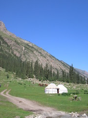Alpine meadows