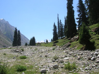 Alpine meadows