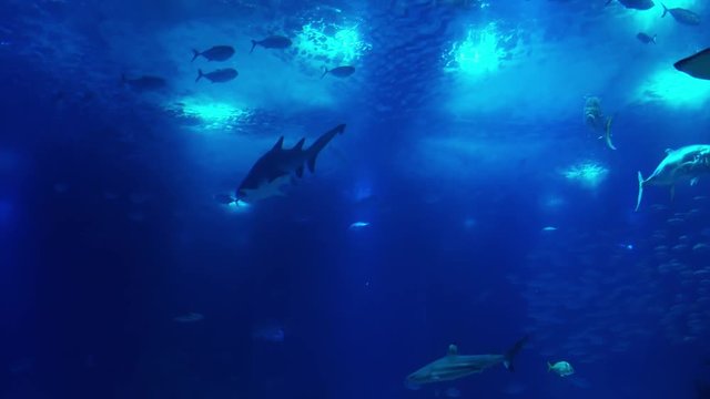 Underwater life of a coral reef. Sharks, rays and other fish. Large aquarium.