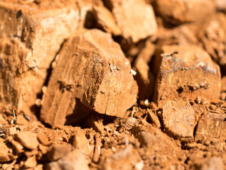 Old wood on nature as an abstract background