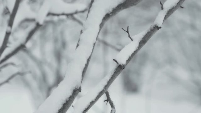Winter landscape with falling snow. Detail of tree twig. Everything is covered with fresh powder. Intense atmosphere like Nordic detectives. Winter background for Christmas theme. Static day shot.