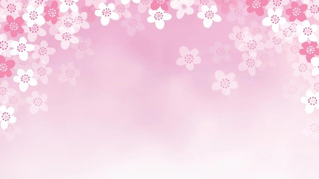 2D animation of falling cherry tree blossoms. Spring, Easter concept. Loopable HD footage.