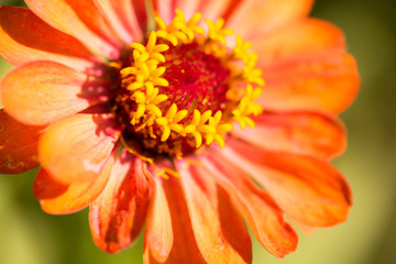 Red flower in a park