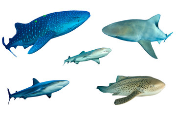 Shark species isolated on white. Whale Shark, Bull, Whitetip Reef, Grey Reef and Leopard Sharks
