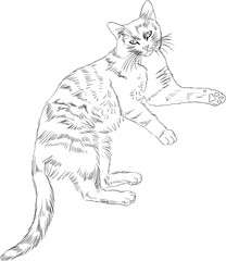 Lying cat, vector