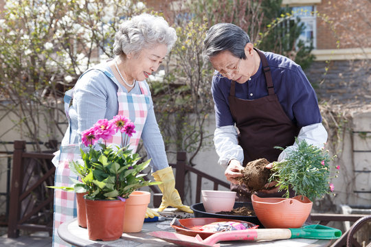The old couple grow flowers in the yard