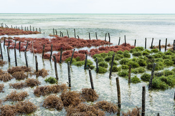 Naklejka premium Rzędy wodorostów na farmie wodorostów, Jambiani, wyspa Zanzibar, Tanzania