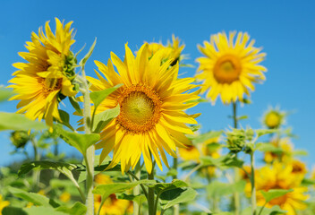 Sunflower against the blue sky