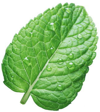 Perfect spearmint leaf or mint leaf with water drops on white background.