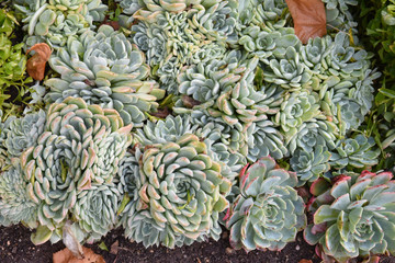 Joubarbe au printemps au jardin