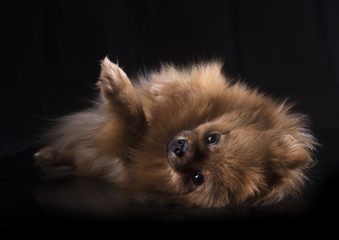 pomeranian in studio