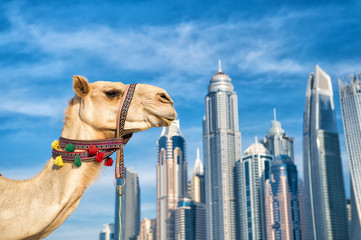 DUBAI Camel on skyscrapers background at the beach . UAE Dubai Marina JBR beach style: camels and...