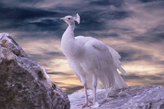 Fototapeta white peacock in the farm