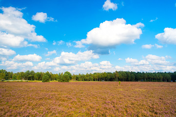 Obraz premium Heathland with flowering common heather