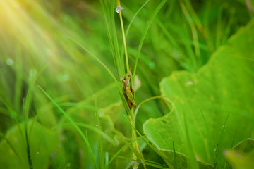 Grasshopper on the leaf of grass close up in the field