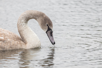 A beautiful swan is swimming on a lake