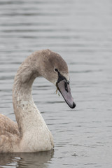 A beautiful swan is swimming on a lake
