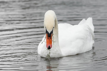 Naklejka premium A beautiful swan is swimming on a lake