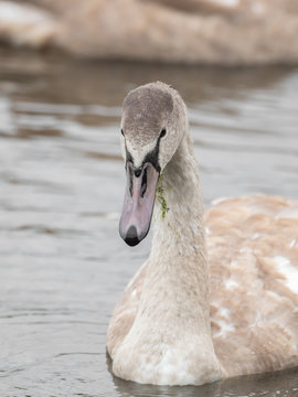 A beautiful swan is swimming on a lake